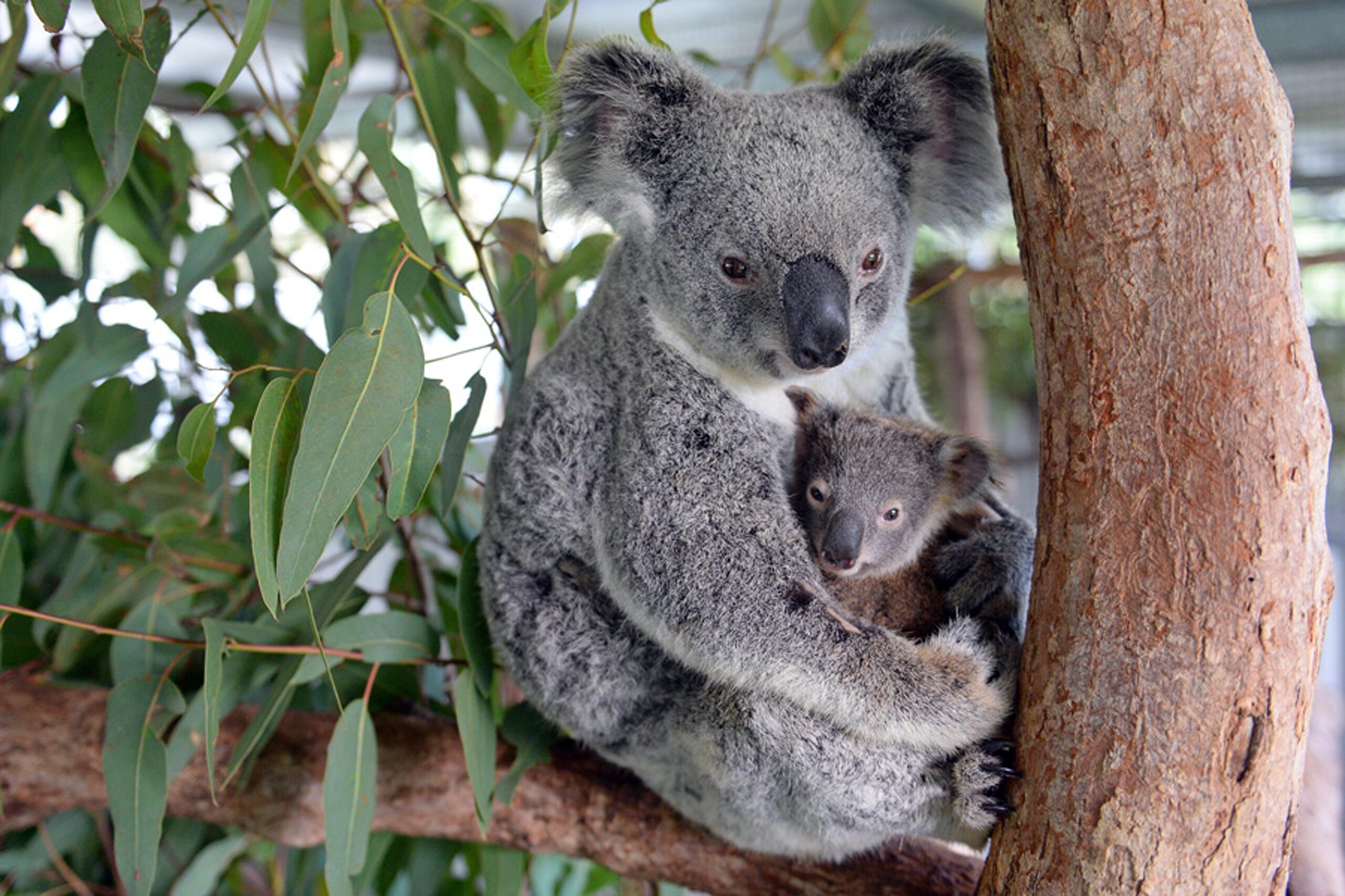 This undated handout picture taken recently by Ben Beaden and released to AFP by the Australia Zoo on June 16, 2015 shows Koala mum named “Lizzy” cuddling her baby “Phantom” at the Australia Zoo Wildlife Hospital at Beerwah in Queensland state. Lizzy is recovering well after her surgery last week while Phantom is putting on weight as well which is a great sign for the health of both mother and baby. Lizzy and Phantom were brought into the Australia Zoo Wildlife Hospital after Lizzy was hit by a car on the Warrego Highway near Coominya, west of Brisbane. (Photo by Ben Beaden/AFP Photo)
